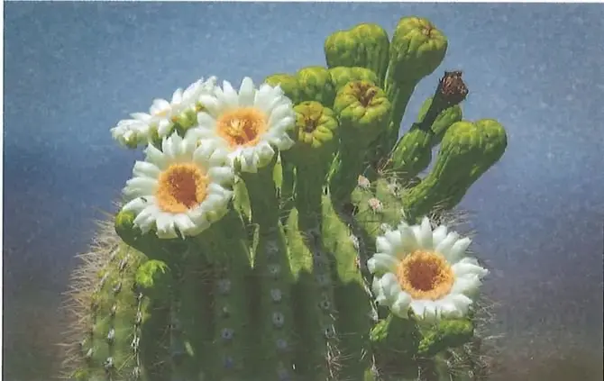 Fotografía del desierto florido de Atacama, en Chile, con extensiones de flores de colores y montañas al fondo.