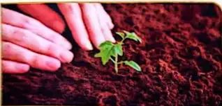 Imagen de tierra oscura junto a una planta, asociada con el suelo humífero.