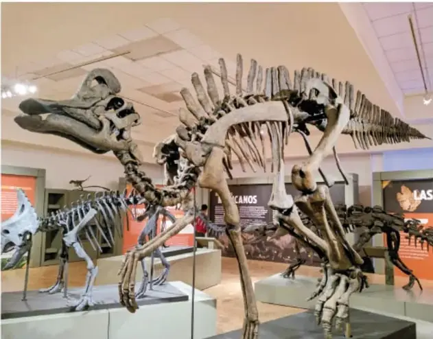 Sala de museo con esqueletos montados de hadrosáuridos (dinosaurios pico de pato) y otros esqueletos, entre carteles y muros naranjas.