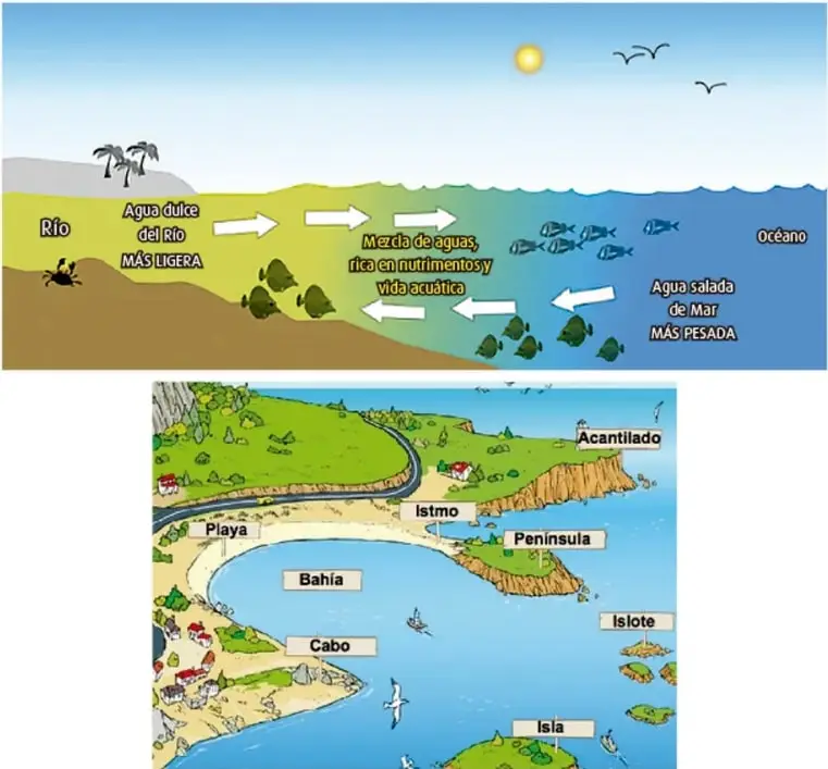 Ilustración de un estuario: el río aporta agua dulce más ligera, el océano agua salada más pesada, y en el centro se forma una mezcla de aguas rica en nutrientes y vida acuática, con flechas indicando el intercambio.