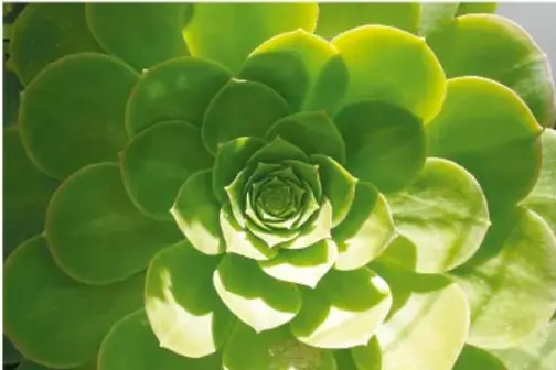 Fotografía de una planta suculenta (roseta verde) cuyas hojas forman espirales que se repiten del centro hacia afuera.
