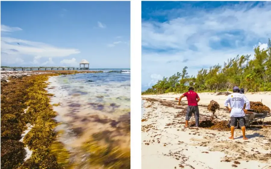 Playa con gran cantidad de algas acumuladas en la orilla y el agua; el paisaje se ve descuidado y con residuos orgánicos en descomposición.