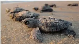 Crías de tortuga marina en la arena, representando la conservación de especies.