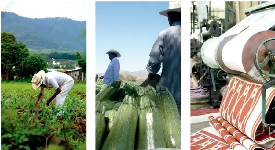 Trabajador agrícola con sombrero cosechando en un campo verde con montañas al fondo, ilustrando la actividad primaria.