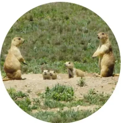 Fotografía circular de perritos llaneros de pie en el pastizal, en actitud vigilante.