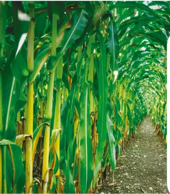 Fotografía de un maizal verde, con un sendero de tierra entre plantas altas de maíz.