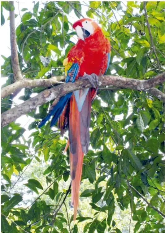 Guacamaya roja (guacamaya bandera) posada en una rama rodeada de hojas verdes. Crédito: Salatiel Barragán Santos, Veracruz.