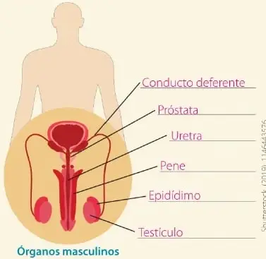 Figura 3 de Ciencias Naturales 6° · Egb 6 Ciencias Naturales 2025 · 2025