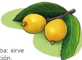 Ilustración de la guayaba: rama con dos frutos amarillos y hojas verdes.
