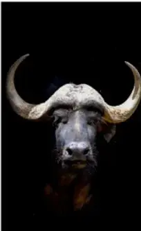 Cabeza de búfalo con cuernos, ejemplo de simetría bilateral en animales.