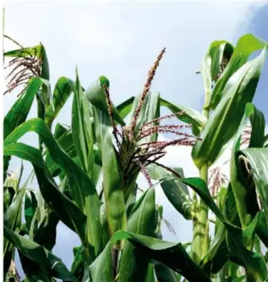 Fotografía de plantas de maíz verdes con sus hilos rojizos (estigmas) y espigas en desarrollo, a cielo abierto.