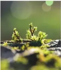 Fotografía de musgos pequeños creciendo sobre rocas o troncos.
