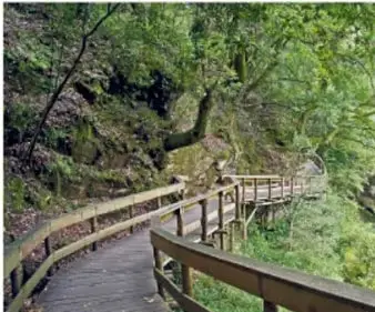 Sendero de madera entre vegetación exuberante, probablemente en un área natural protegida.