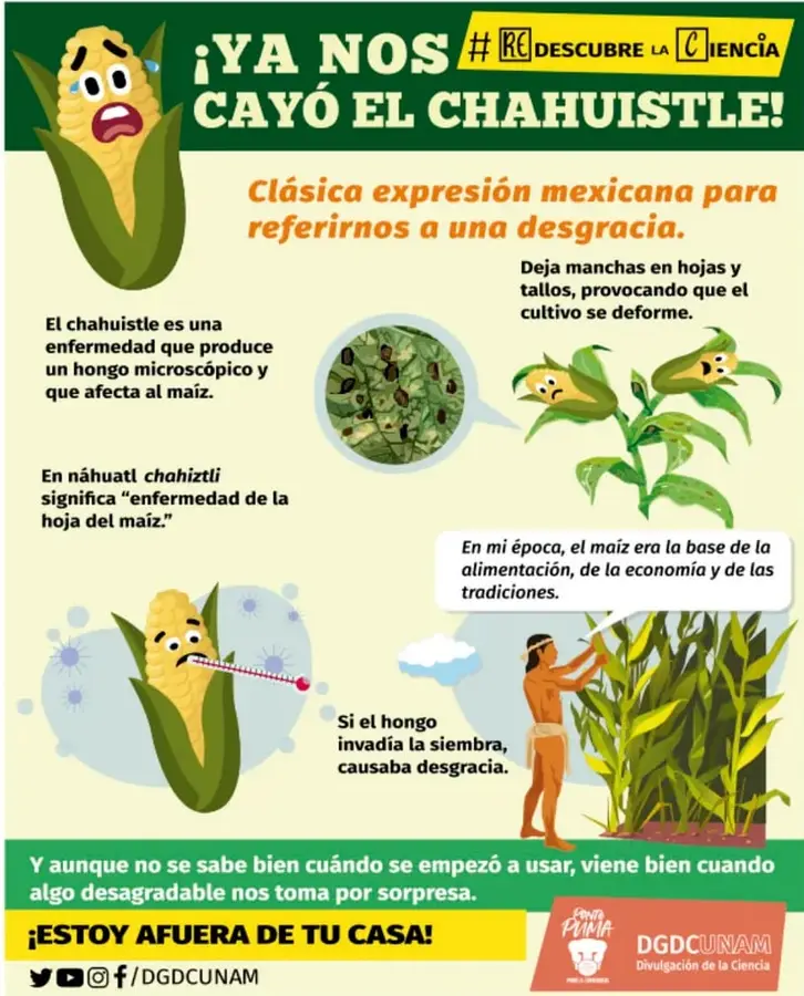 Infografía colorida de DGDC UNAM (#DescubreLaCiencia) con el titular '¡Ya nos cayó el chahuistle!': mazorca triste con lágrimas, hoja con manchas, mazorca con termómetro, indígena cuidando el maíz y texto explicativo sobre el origen náhuatl y la enfermedad del maíz.