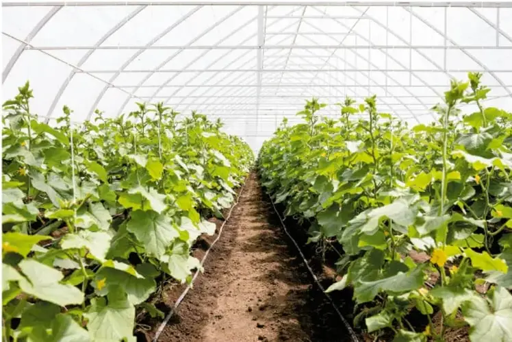 Fotografía de un invernadero con estructura de arcos metálicos y cubierta transparente. En el interior se observan hileras de plantas de hojas grandes y verdes, probablemente calabazas o pepinos, creciendo sobre surcos de tierra. La luz natural ilumina el cultivo.