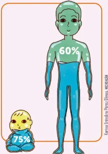 Figura de un adulto con 60% de agua y un bebé con 75% de agua, representando el porcentaje de agua en el cuerpo humano.