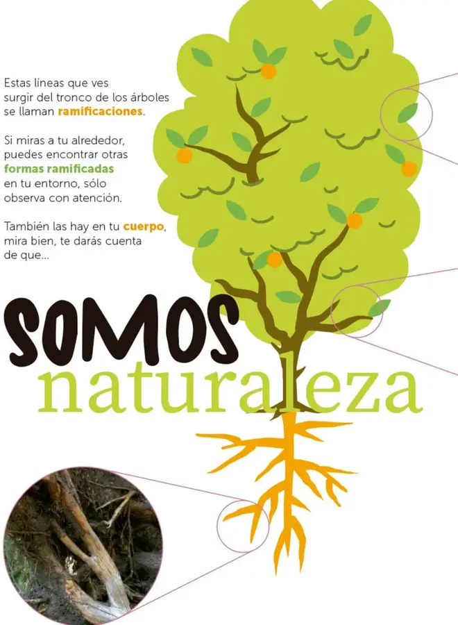 Figura 1 de Múltiples lenguajes.   Libro de Educación Primaria Grado 3°  Ciclo Escolar 2025 - 2026
