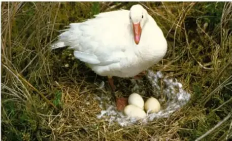 Ave blanca (ganso) junto a huevos en un nido de pasto.