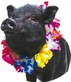 Fotografía de un cerdo negro con collar de flores de colores.