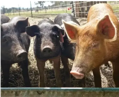 Fotografía de tres cerdos en una granja al aire libre.