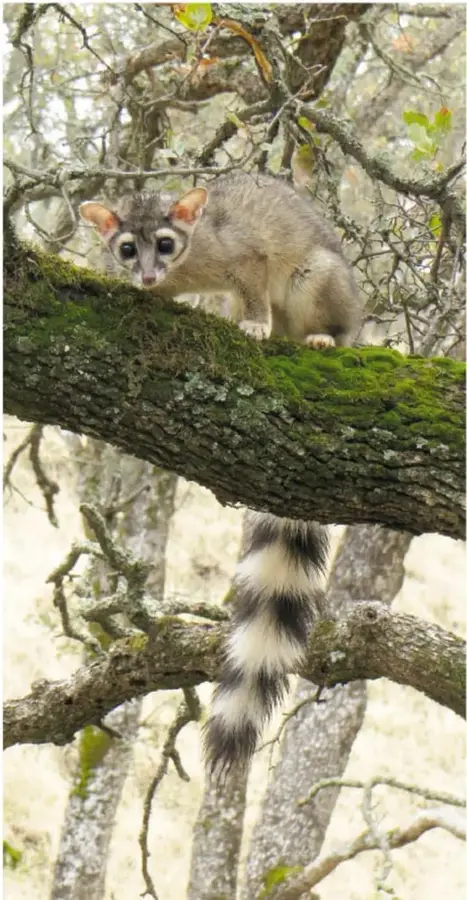 Fotografía de un cacomixtle parado sobre una rama cubierta de musgo, mirando a la cámara, con su cola anillada colgando; al fondo, árboles del bosque.