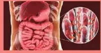 Ilustración del intestino humano y de bacterias intestinales.