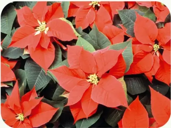 Fotografía con muchas flores de nochebuena naranjas y rojas entre hojas verdes.