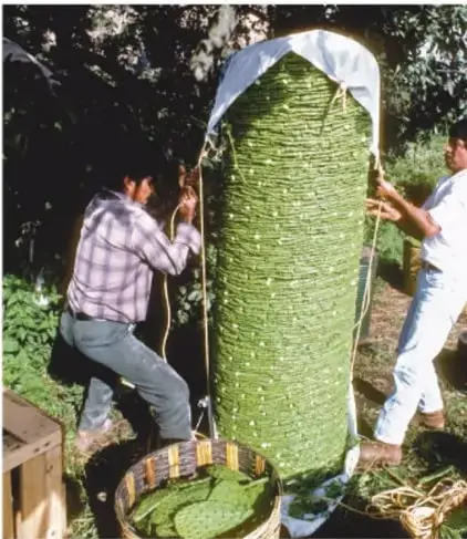 Fotografía de dos personas enrollando en un cilindro la nata del axayácatl, envuelta en manta, al aire libre.