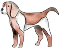 Ilustración de un perro de pie, de pelaje blanco con manchas marrones, orejas caídas y hocico alargado.