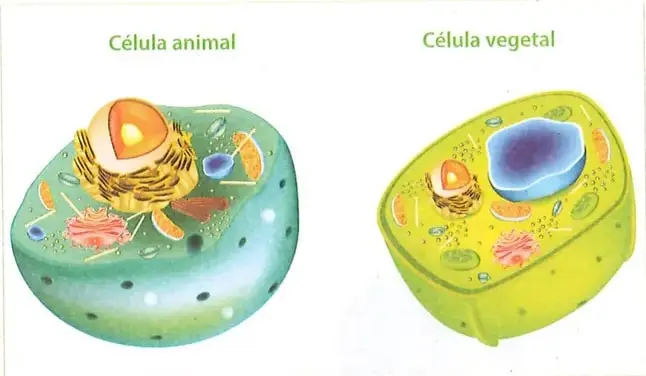 Figura 2 de Ciencias Naturales 9° · 2025