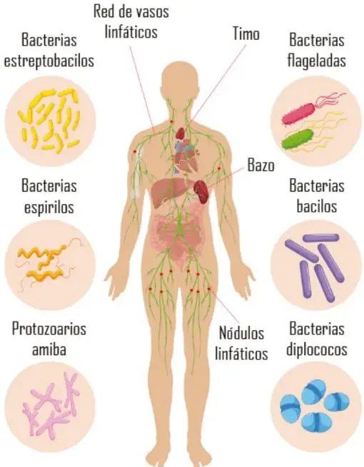 Figura humana femenina con la red linfática señalada: amígdala palatina, ganglio cervical, ducto torácico, timo, linfáticos mamarios, ganglios axilares, cisterna chyli, bazo, ganglios lumbares, linfáticos del miembro superior, ganglios pélvicos, linfáticos del miembro inferior y ganglios inguinales.