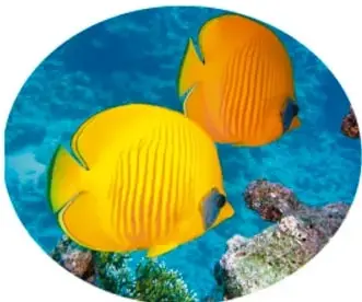 Dos peces amarillos nadando entre corales en agua azul.