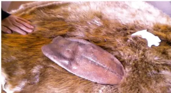 Fotografía de una piel de castor extendida, con una mano humana tocándola; se aprecia el pelaje y una cola característica.