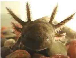 Ajolote mexicano en su hábitat acuático, especie endémica de los lagos del centro de México.