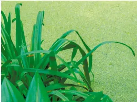 Fotografía de plantas acuáticas flotando en agua verde, ejemplo de eutrofización.