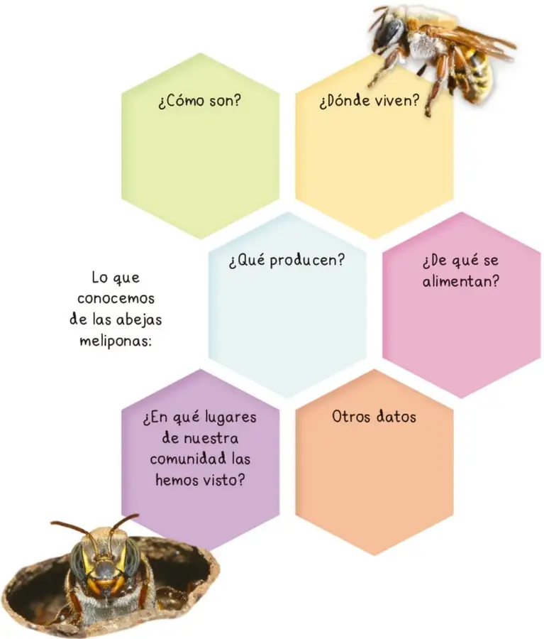 Abeja melipona posada sobre el hexágono «¿Dónde viven?».