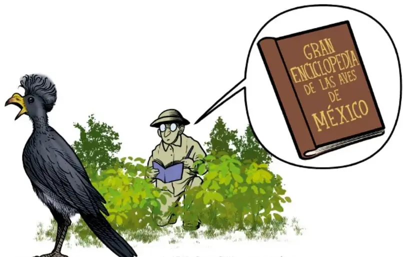 Ilustración de un investigador con sombrero sentado en el campo, consultando un libro; una burbuja de pensamiento muestra la portada del libro «Gran Enciclopedia de las Aves de México». Crédito: José Daniel Romero Gutiérrez, Ciudad de México.