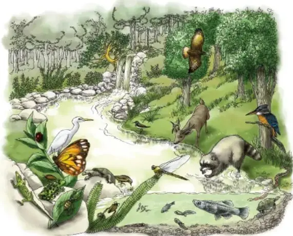 Ilustración de un ecosistema con río, vegetación y animales: garza, mariposa monarca, tortuga, serpiente, venado, coatí, pájaros y peces.