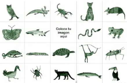 Tablero en cuadrícula de cuatro filas por cinco columnas con 19 ilustraciones de animales (búho, ajolote, alacrán, ocelote, armadillo, mariposa, tiburón, serpiente, rana, camaleón, gusano, tortuga, mono, chapulín, pato, araña, pantera, ballena y tucán) y una casilla central con la leyenda 'Coloca tu imagen aquí'.