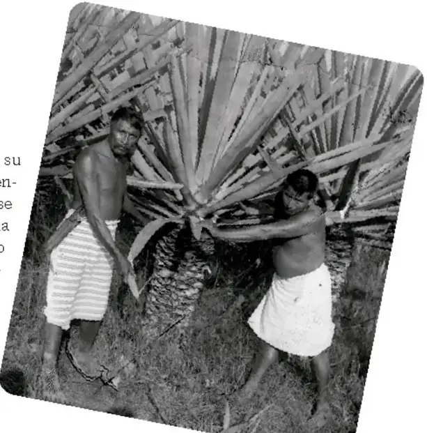 Fotografía en blanco y negro de dos hombres trabajando con fibras vegetales, probablemente en el campo.