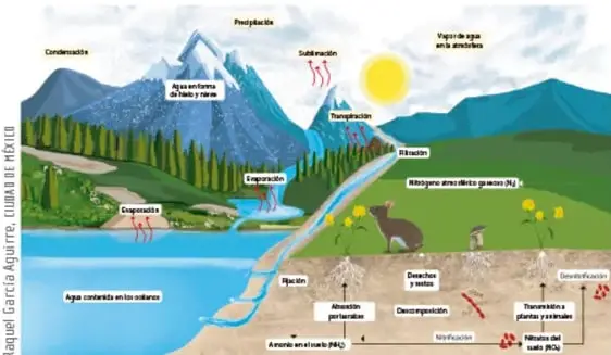Diagrama a color del ciclo del agua sobre un paisaje montañoso (nieve, ríos, océano, nubes, sol) con etiquetas de condensación, precipitación, sublimación, evaporación, escurrimiento, infiltración y transpiración; en la franja inferior se muestran procesos del ciclo del nitrógeno (descomposición, nitrificación, desnitrificación, absorción de nitratos). Crédito: Raquel García Aguirre, Ciudad de México.