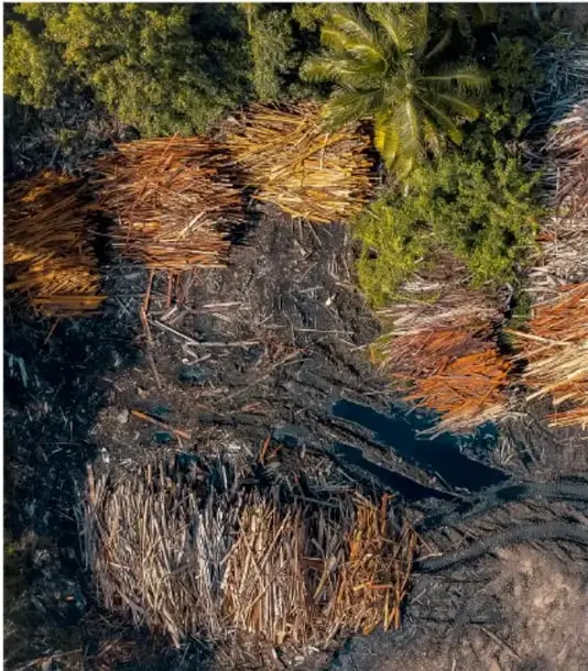 Vista aérea de una zona deforestada con troncos y ramas apiladas, rodeada de vegetación tropical, que ilustra la sobreexplotación de bosques.