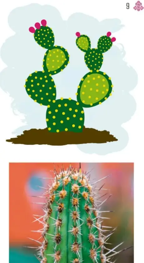 Fotografía de primer plano de un cactus columnar verde con espinas blancas largas, sobre fondo naranja.