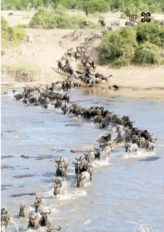 Gran manada de ñus cruzando un río formando una fila larga; algunos se sumergen en el agua.
