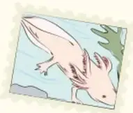 Ilustración de un ajolote en un entorno acuático.