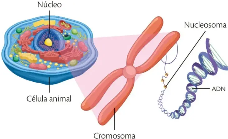 Diagrama que muestra una célula animal con su núcleo señalizado; a la derecha se amplía un cromosoma en forma de X, luego un fragmento de ADN enrollado alrededor de proteínas (nucleosoma) y finalmente la doble hélice del ADN.