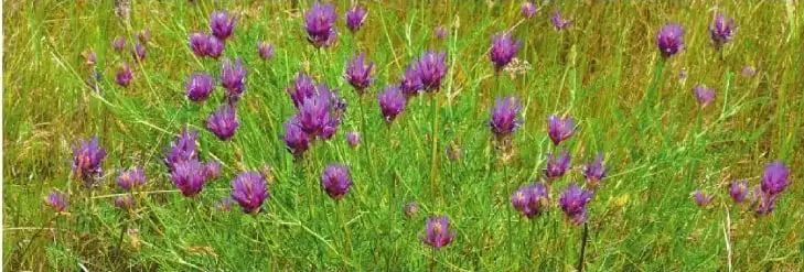 Campo con flores de alfalfa en verano.