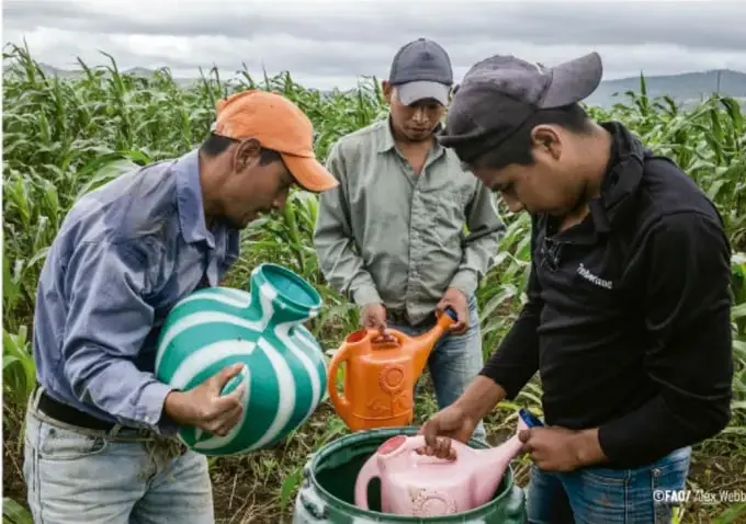 Fotografía de tres personas en un campo de maíz, llenando regaderas con agua; créditos © FAO/Alex Weber, ilustrando prácticas productivas sustentables.