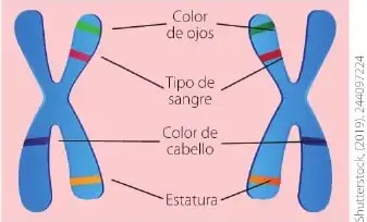 Ilustración de cromosomas con información relacionada con el color de ojos, el tipo de sangre, el color del cabello y la estatura.