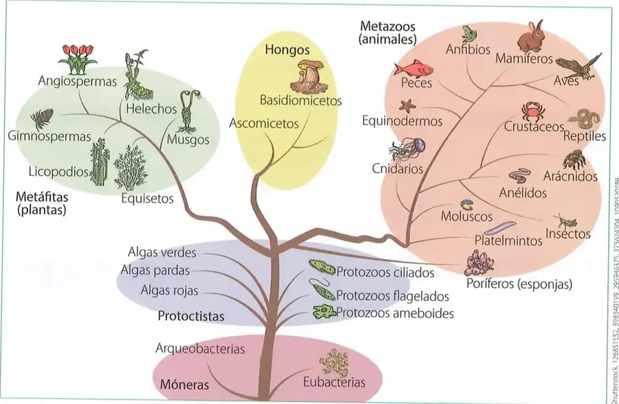 Figura 1 de Ciencias Naturales 8° · Egb 8 Ciencias Naturales 2025 · 2025